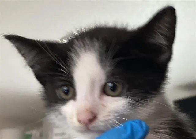 A baby small-sized male Domestic Short Hair cat named Caradoc for adoption in Long Beach, CA