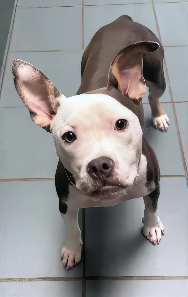 A young medium-sized female Gray / Blue / Silver Mixed Breed dog named Skittle for adoption in Nashville, TN
