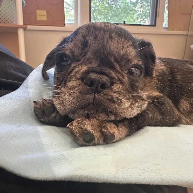 A baby small-sized female Gray / Blue / Silver French Bulldog dog named Angelina for adoption in Austin, TX