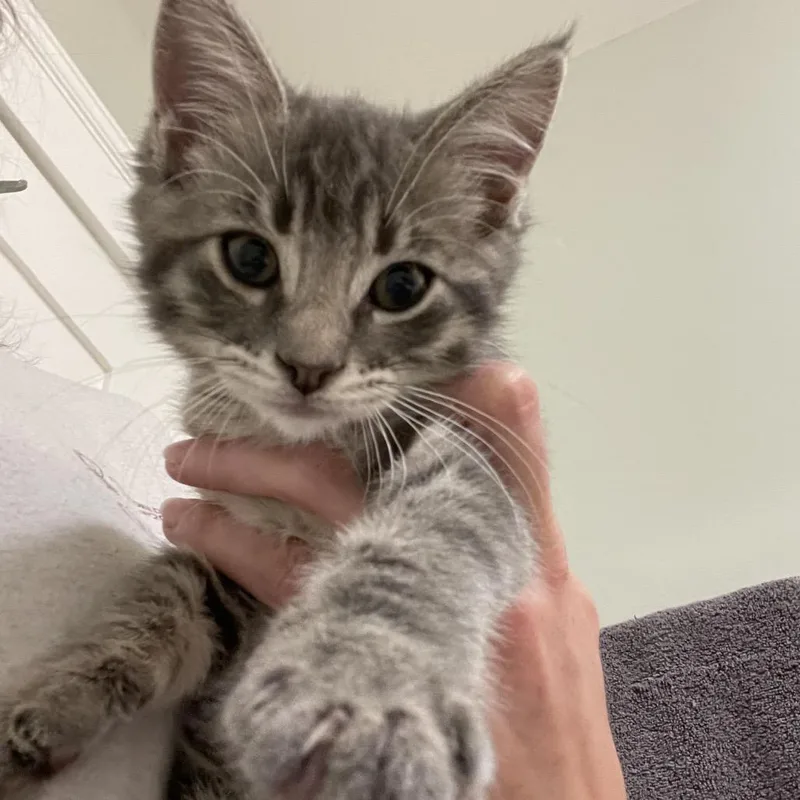A baby small-sized female Gray / Blue / Silver Domestic Short Hair cat named Fern for adoption in Los Angeles, CA