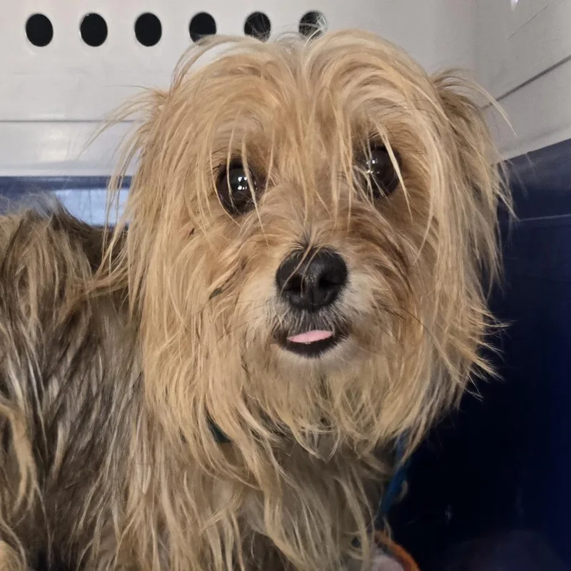 An adult small-sized male Brown / Chocolate Yorkshire Terrier dog named Tambor for adoption in Bristol, IN