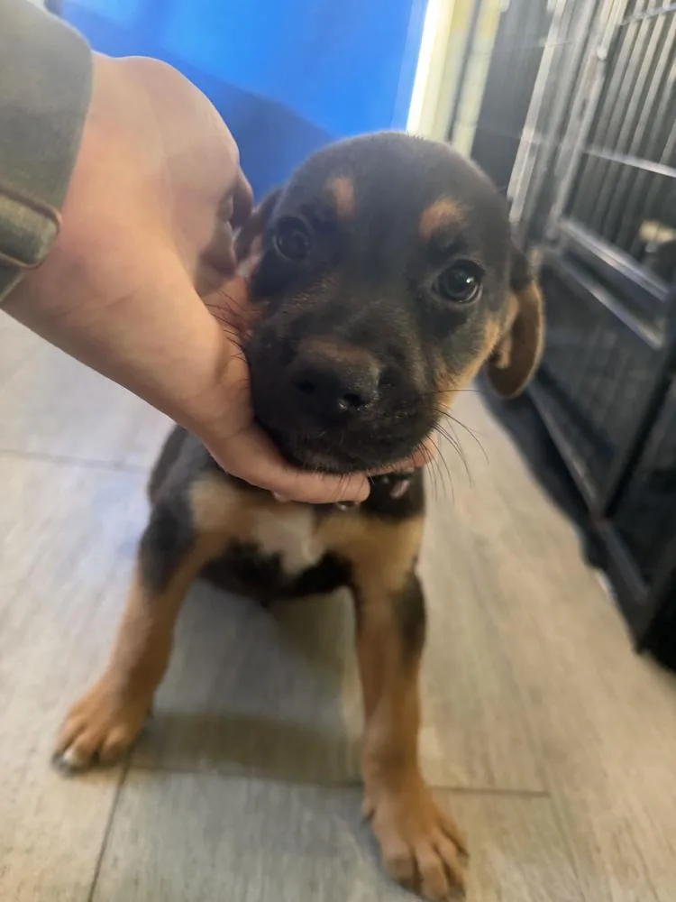 A baby small-sized female Brown / Chocolate American Bulldog dog named Koda light purple for adoption in Lakeland, FL