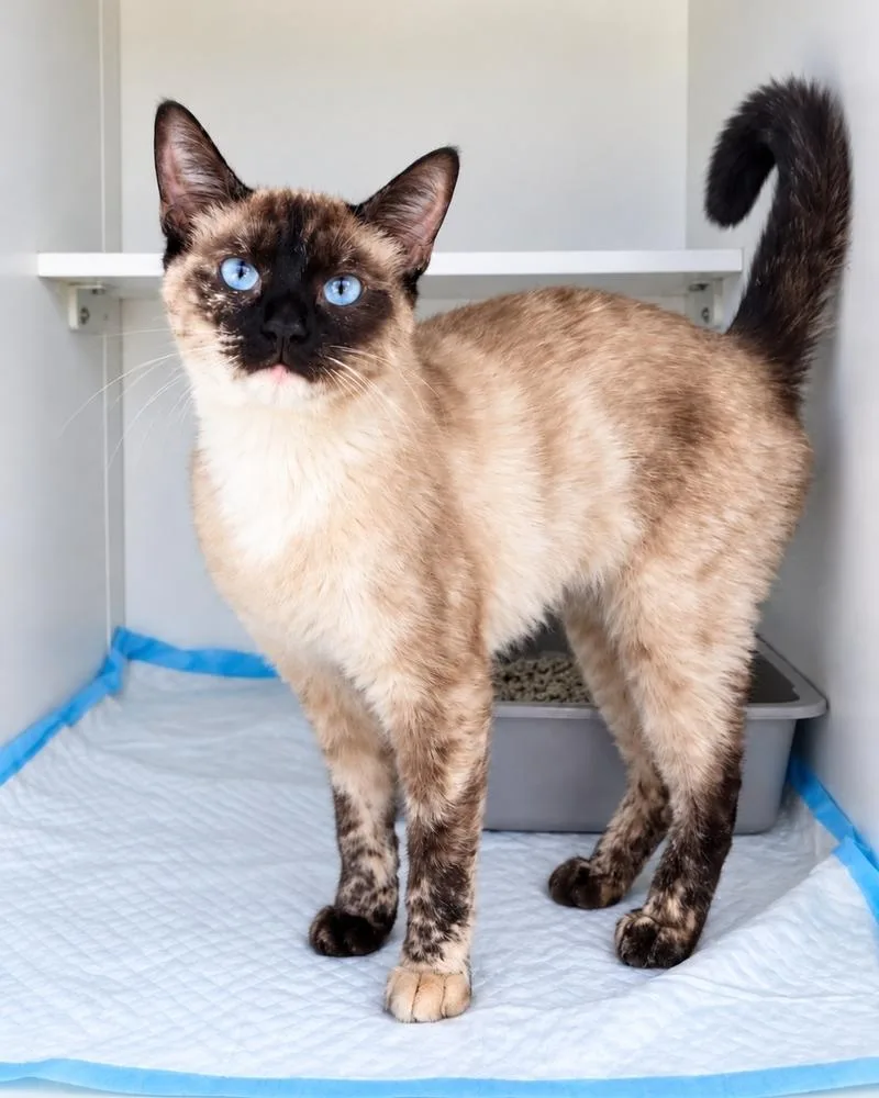 An adult medium-sized female Siamese cat named Squirtle for adoption in Homer Glen, IL