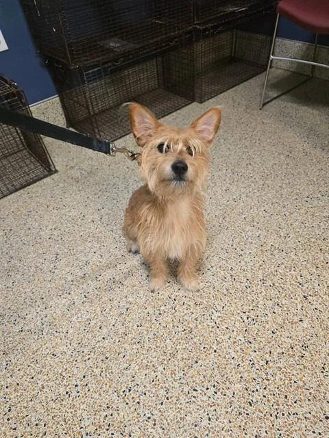 A young small-sized male Terrier dog named Toby for adoption in Miami, FL