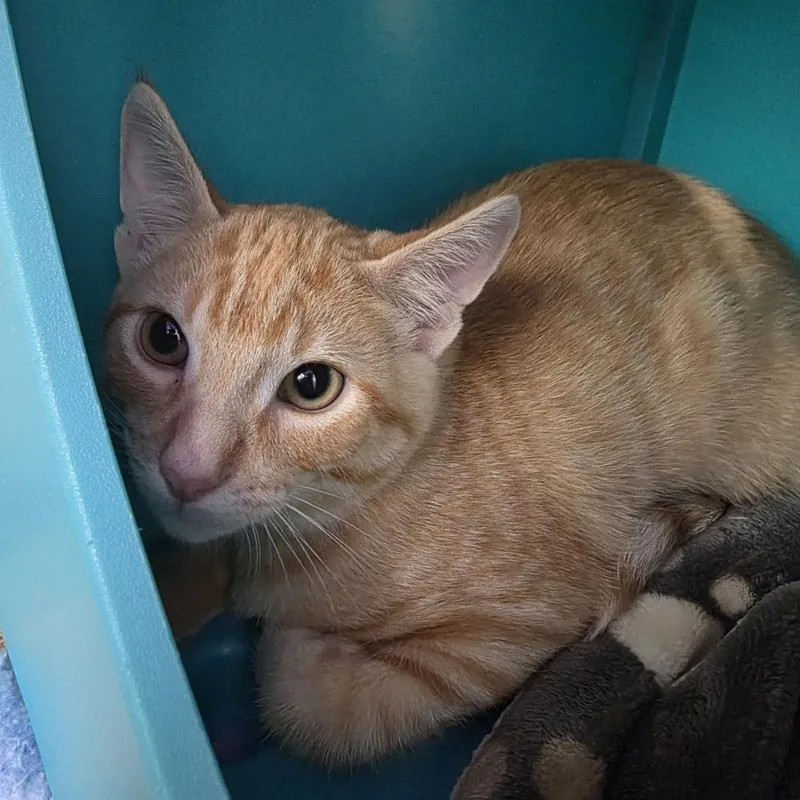 A baby small-sized male Orange / Red Domestic Short Hair cat named Aston for adoption in Oshkosh, WI