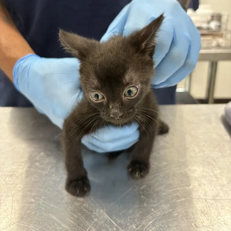 A baby small-sized male Black Domestic Short Hair cat named Salem for adoption in Newark, NJ