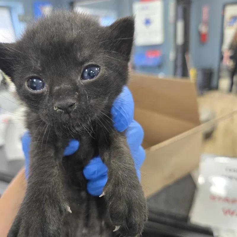 Salem thumbnail 2