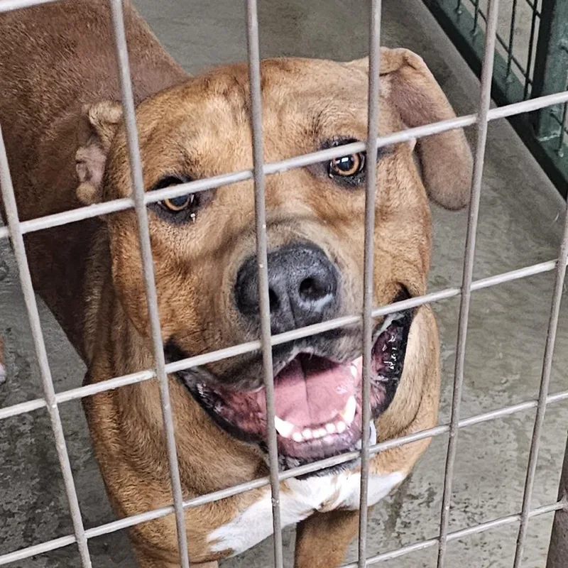 An adult large-sized male Red / Chestnut / Orange Pit Bull Terrier dog named Canelo for adoption in Carlin, NV