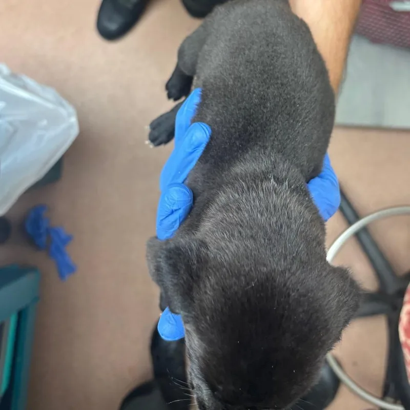 A baby small-sized male Black Mixed Breed dog named Comet for adoption in Springboro, OH
