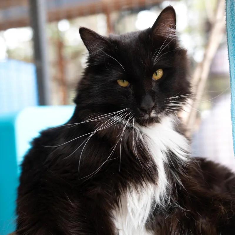 An adult large-sized male Black Domestic Medium Hair cat named Sam for adoption in Branford, CT