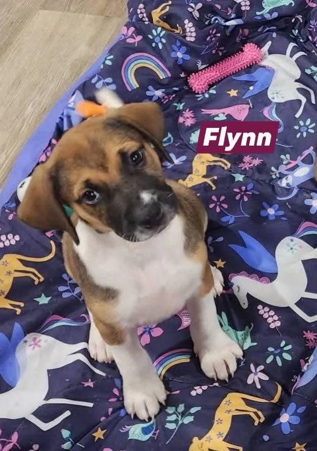 Prince Flynn