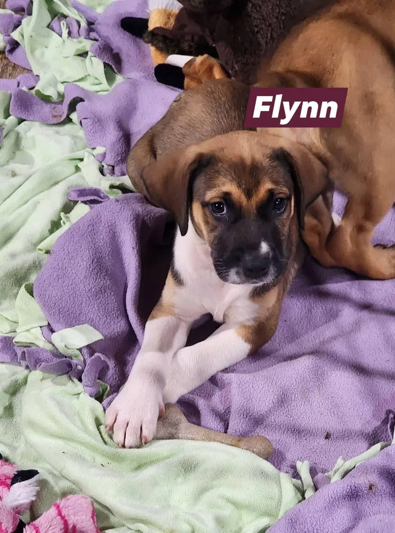 Prince Flynn thumbnail 2