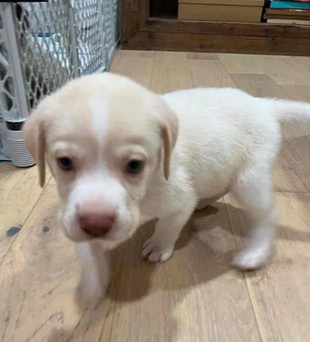 A baby medium-sized male Apricot / Beige Mixed Breed dog named Jack Daniel for adoption in Eutawville, SC