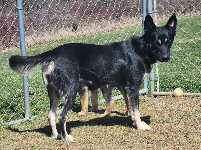 D Litter Luna  thumbnail 2