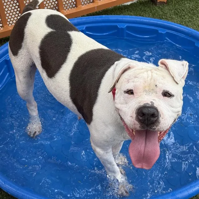 An adult medium-sized female Pit Bull Terrier dog named Luna for adoption in Las Vegas, NV