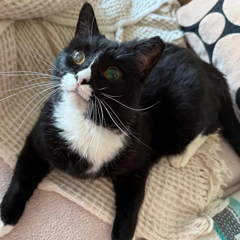 A young small-sized female Black Domestic Medium Hair cat named Aoife for adoption in Fredericksburg, TX