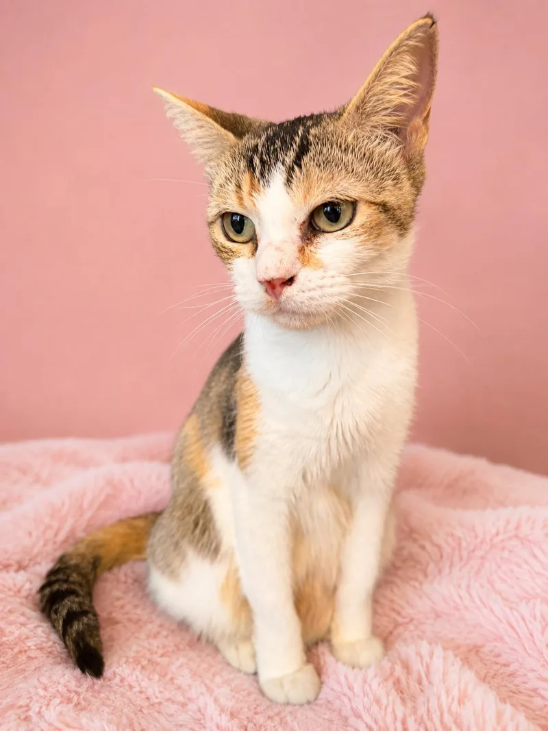 An adult medium-sized female Calico Domestic Short Hair cat named Dolly for adoption in Austin, TX