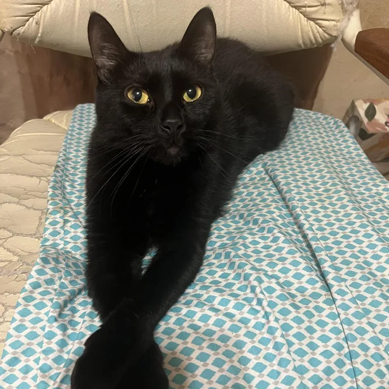 An adult large-sized male Black Domestic Short Hair cat named Salem for adoption in Sarasota, FL