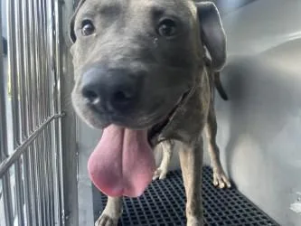 A young large-sized male Mixed Breed dog named Prime for adoption in Dallas, TX