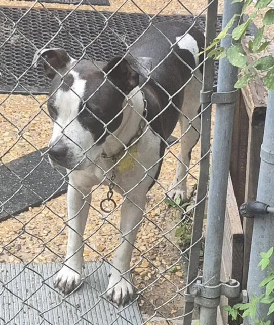 An adult medium-sized female Labrador Retriever dog named Cowgirl for adoption in San Antonio, TX