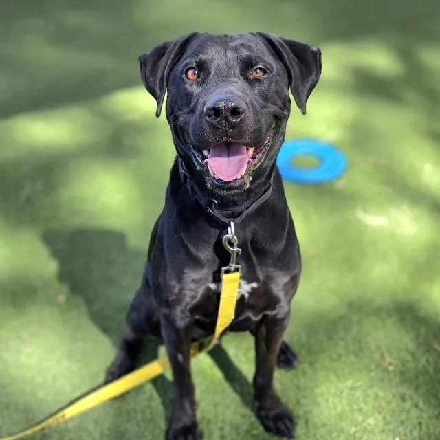An adult large-sized male Pit Bull Terrier dog named Polo for adoption in Las Vegas, NV
