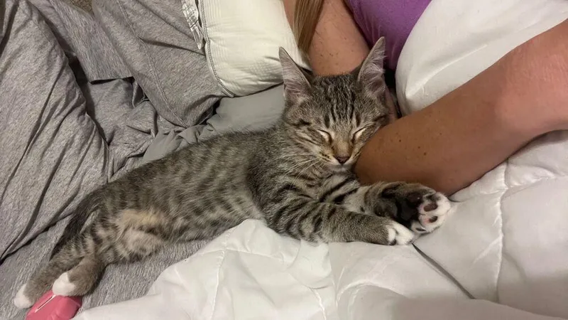 Mutt The Cat thumbnail 2