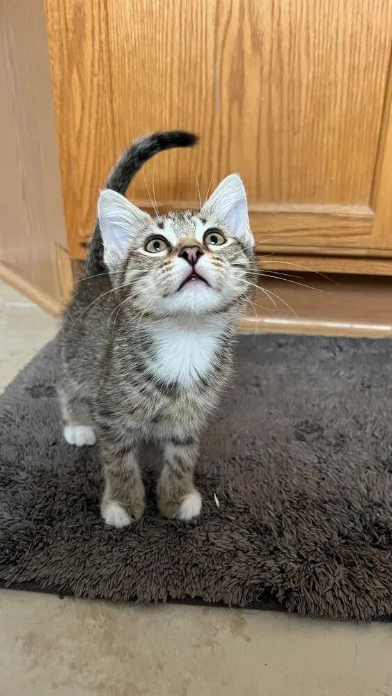 Mutt The Cat thumbnail 3