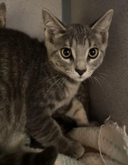 A baby medium-sized male Domestic Short Hair cat named Aang I AM for adoption in East Brookfield, MA