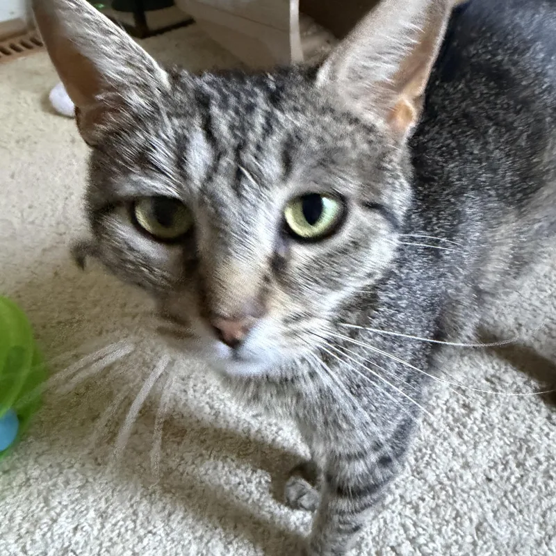 A young medium-sized female Black Domestic Short Hair cat named Elsa Groth for adoption in Morrison, CO