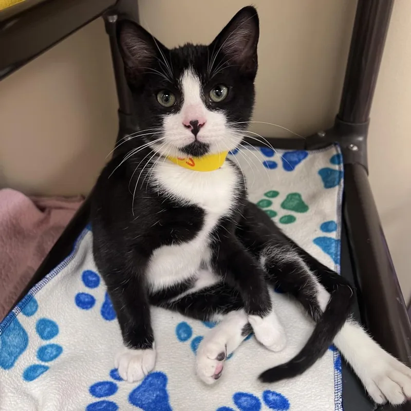 A baby small-sized male Black Domestic Short Hair cat named Jeeves for adoption in Arlington Heights, IL