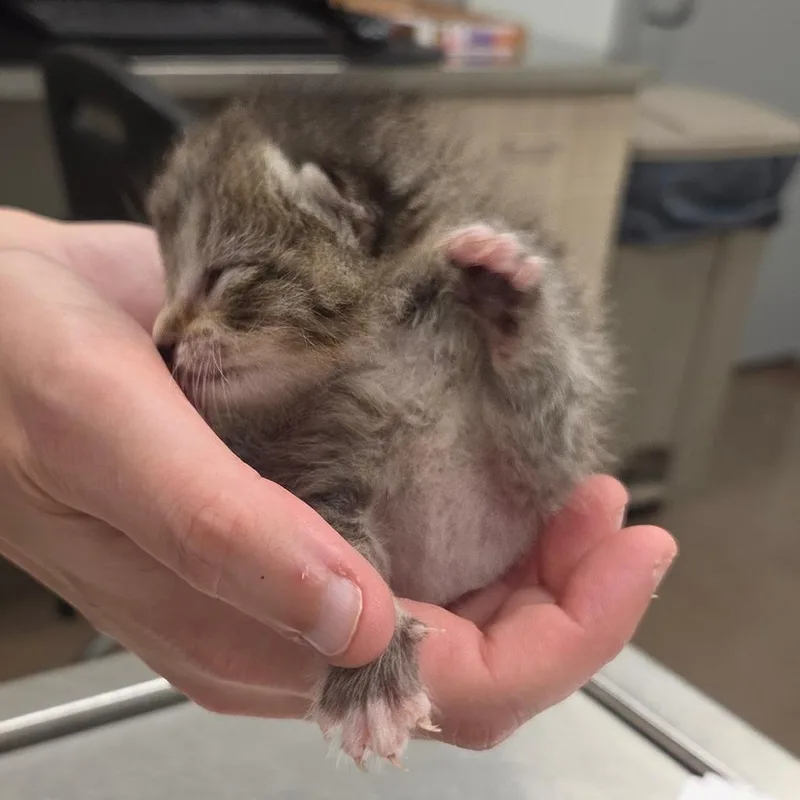 A baby small-sized male Gray / Blue / Silver Domestic Short Hair cat named Delray for adoption in Chattanooga, TN