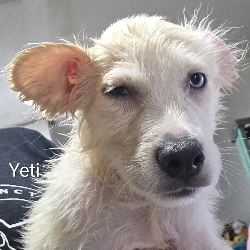 A baby large-sized male Labrador Retriever dog named Yeti for adoption in Oxford, ME