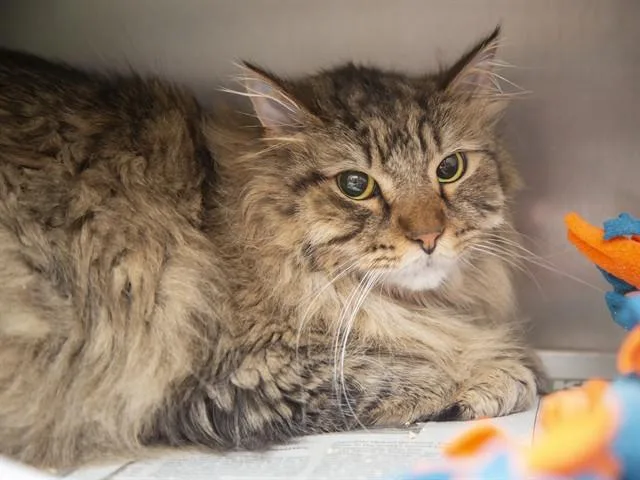 An adult large-sized male Domestic Short Hair cat named Oliver for adoption in Phoenix, AZ