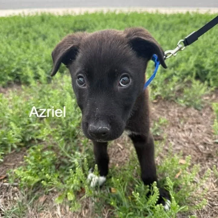 Azriel thumbnail 4
