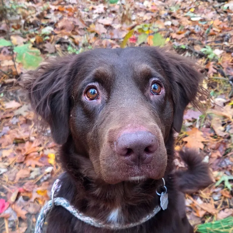 An adult large-sized male Mixed Breed dog named Oliver for adoption in Kennebunk, ME