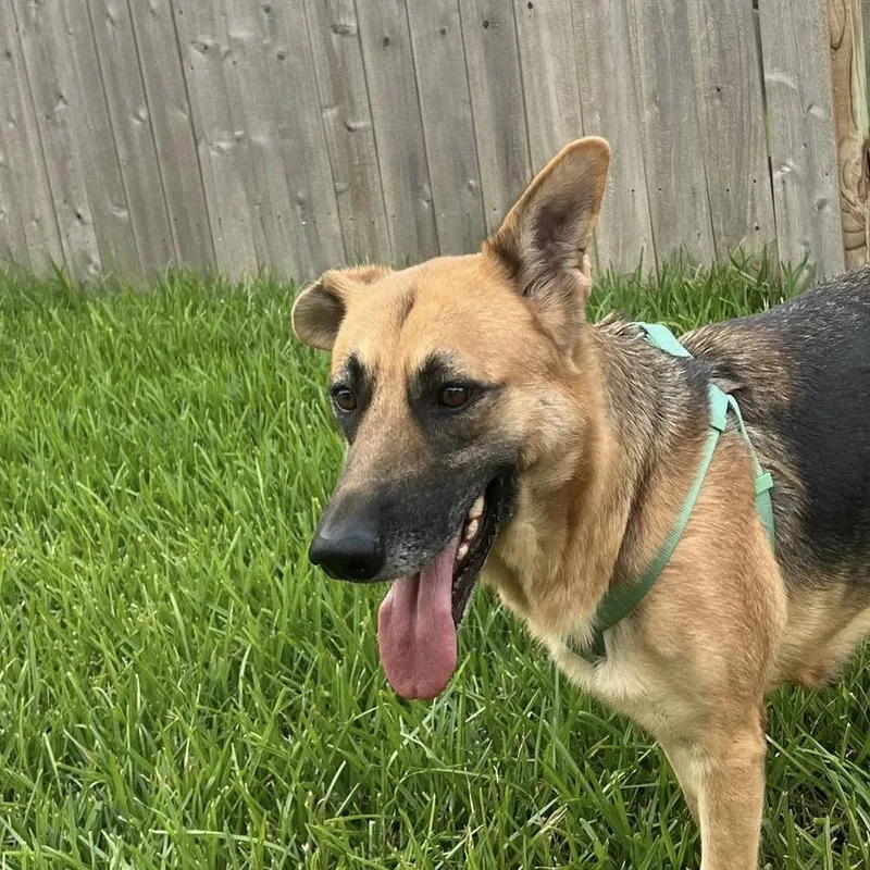 An adult large-sized female Yellow / Tan / Blond / Fawn German Shepherd Dog dog named Larissa for adoption in Stephens City, VA