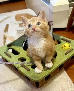 A baby small-sized male Domestic Short Hair cat named Chance and Jojo for adoption in Hull, MA