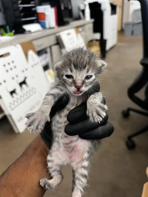 A baby medium-sized male Domestic Medium Hair cat named Remus for adoption in Dallas, TX