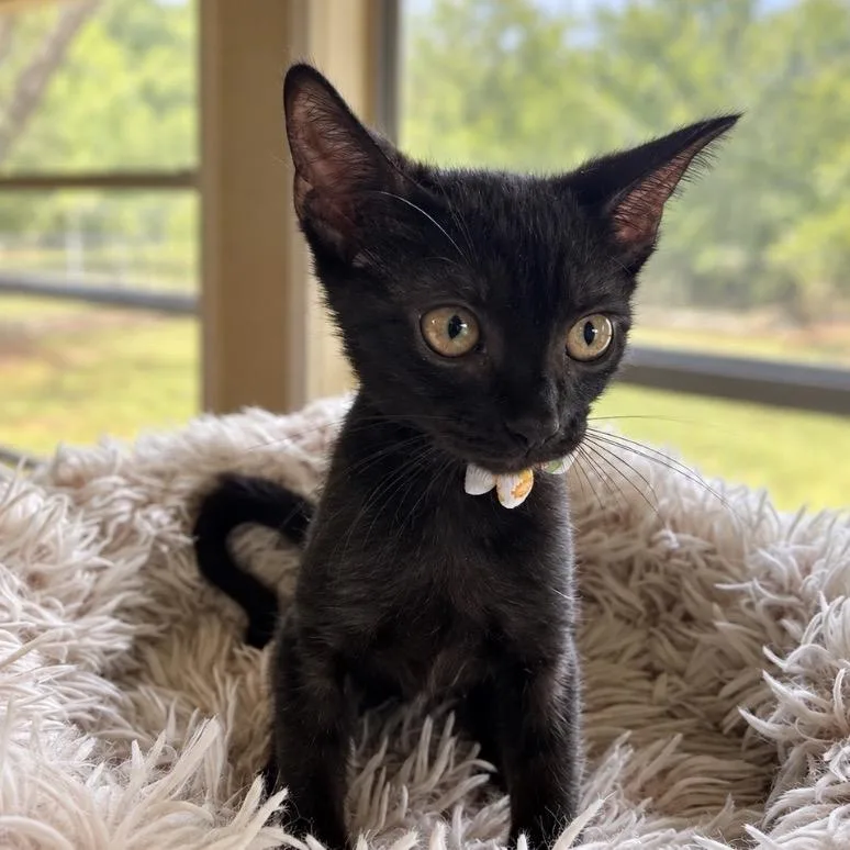 A baby small-sized female Black Domestic Short Hair cat named Clorinda Queen of for adoption in Boerne, TX