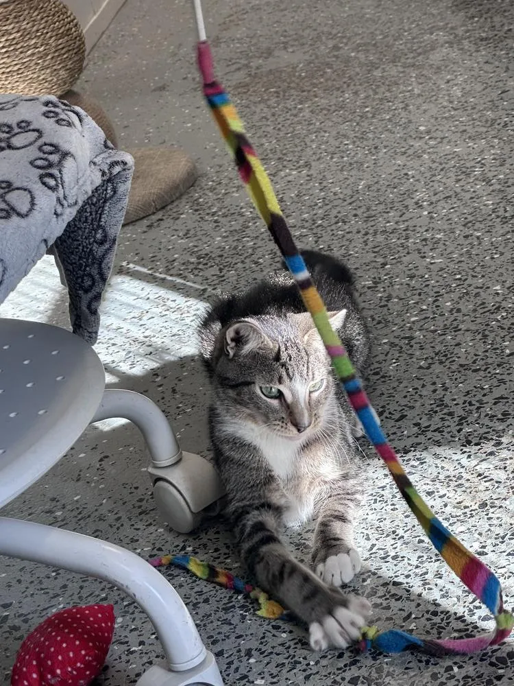 A baby small-sized male Tabby cat named Sashi Freeport for adoption in Westbury, NY