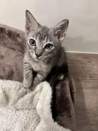 A baby medium-sized male Domestic Short Hair cat named Cobalt for adoption in Picayune, MS