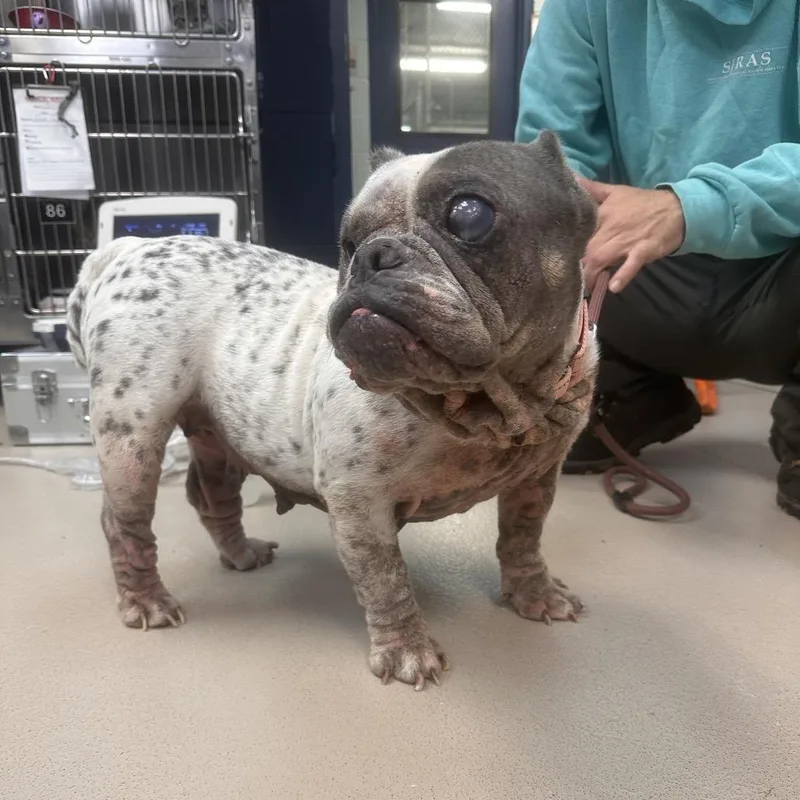 A young medium-sized female White / Cream Mixed Breed dog named Raven for adoption in Newark, NJ