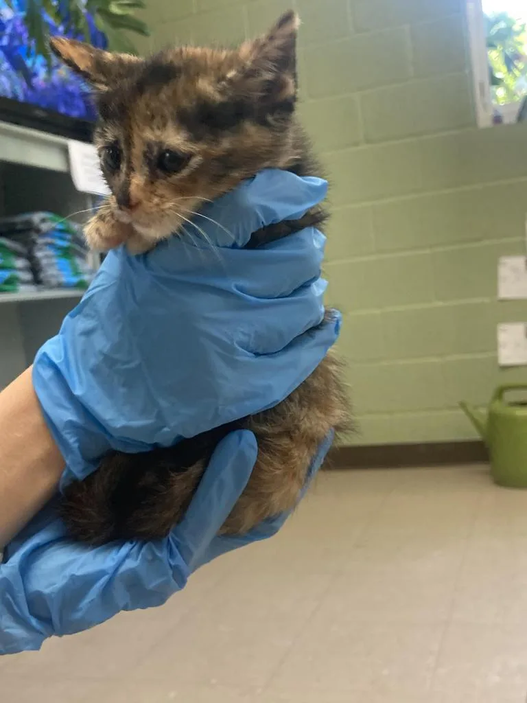 A baby medium-sized female Domestic Short Hair cat named Fargo for adoption in Burnsville, NC