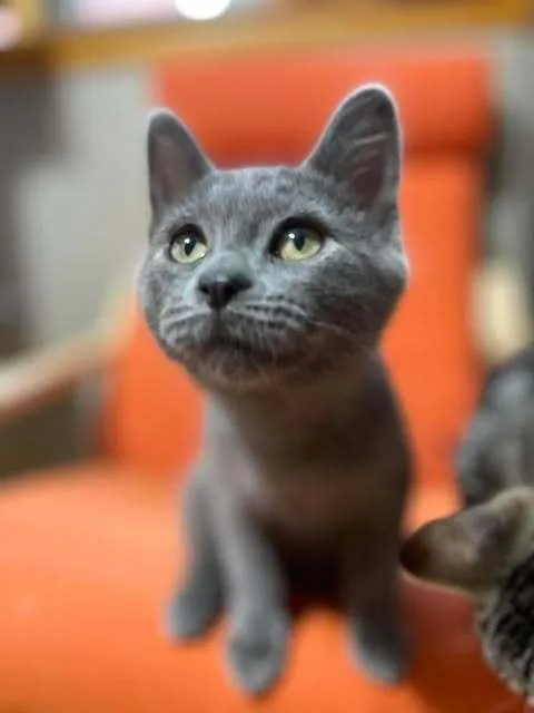 A baby small-sized male Domestic Short Hair cat named Higgins for adoption in Chicago, IL