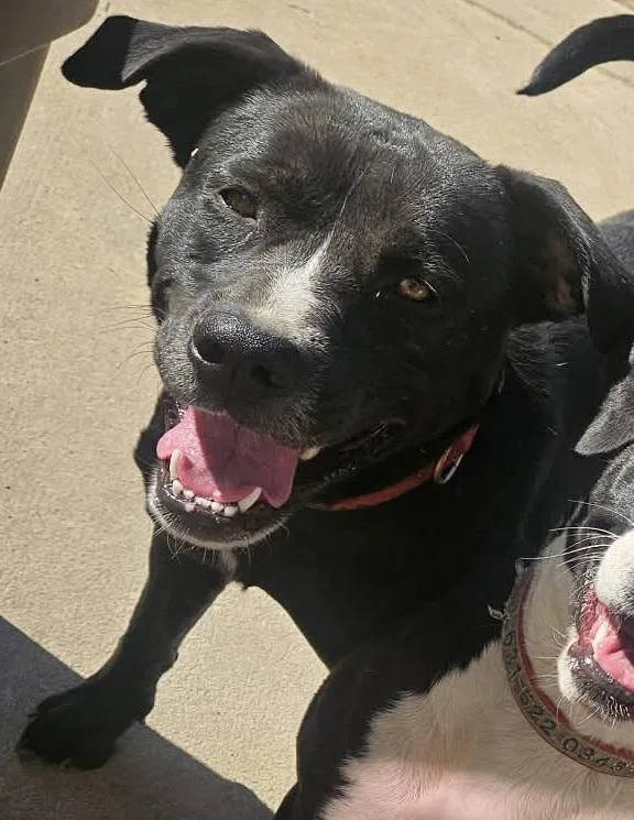 A young medium-sized female Terrier dog named Rose for adoption in Raleigh, NC