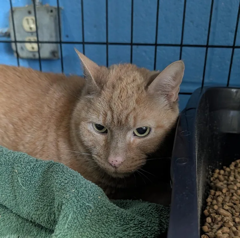 A senior medium-sized male Domestic Short Hair cat named Milo for adoption in Ellijay, GA