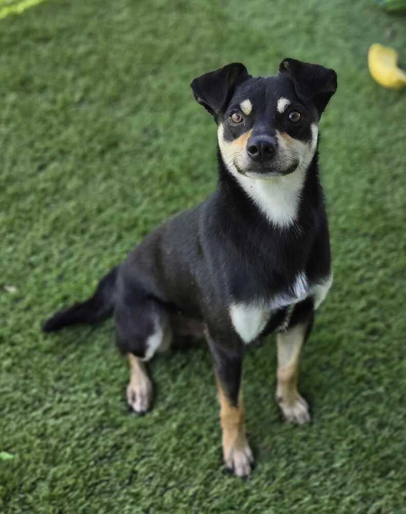An adult small-sized male Tricolor (Brown, Black, & White) Chihuahua dog named Bronze for adoption in Lakeland, FL