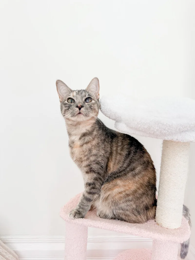 A young medium-sized female Domestic Short Hair cat named Candy for adoption in New Orleans, LA
