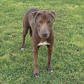 A young medium-sized male Brown / Chocolate Labrador Retriever dog named Whiskey for adoption in Valdosta, GA