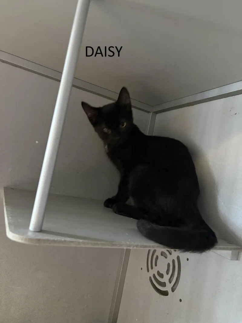A baby medium-sized male Black Domestic Short Hair cat named Aster for adoption in Vernon, NJ